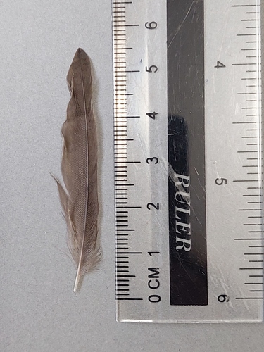 Plume de Hirondelle de fenêtre