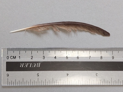 Plume de Hirondelle de fenêtre