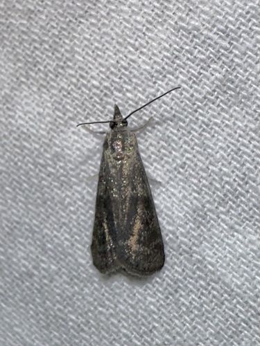 iNaturalist observation photo of Pyralid and Crambid Snout Moths