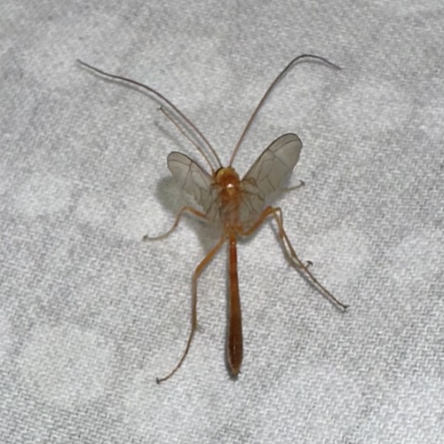 iNaturalist observation photo of Enicospilus