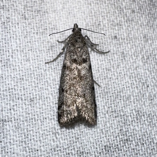 iNaturalist observation photo of Butterflies and Moths