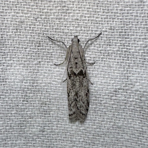 iNaturalist observation photo of Butterflies and Moths