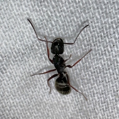 iNaturalist observation photo of Carpenter Ants, Typical Sugar Ants and Allies
