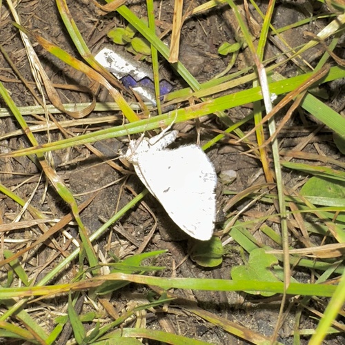 iNaturalist observation photo of Butterflies and Moths
