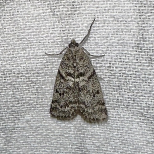 iNaturalist observation photo of Pyralid and Crambid Snout Moths