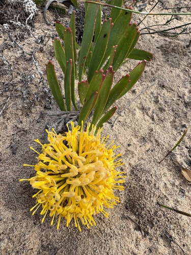 Leucospermum hypophyllocarpodendron, photograph 2