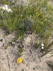 (c) Charleen Brunke, some rights reserved (CC BY) Leucospermum hypophyllocarpodendron, photograph (c) Charleen Brunke, some rights reserved (CC BY)