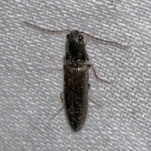iNaturalist observation photo of Click Beetles