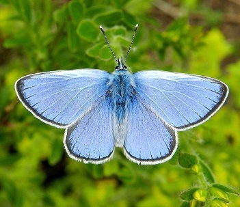 Green-underside Blue