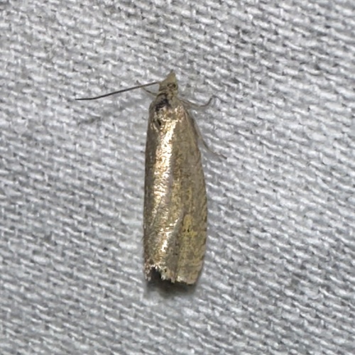 iNaturalist observation photo of Butterflies and Moths