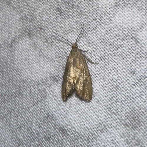 iNaturalist observation photo of Butterflies and Moths