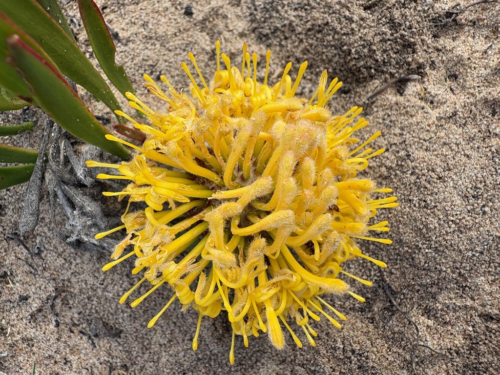 Leucospermum hypophyllocarpodendron; photograph (c) Charleen Brunke, some rights reserved (CC BY)