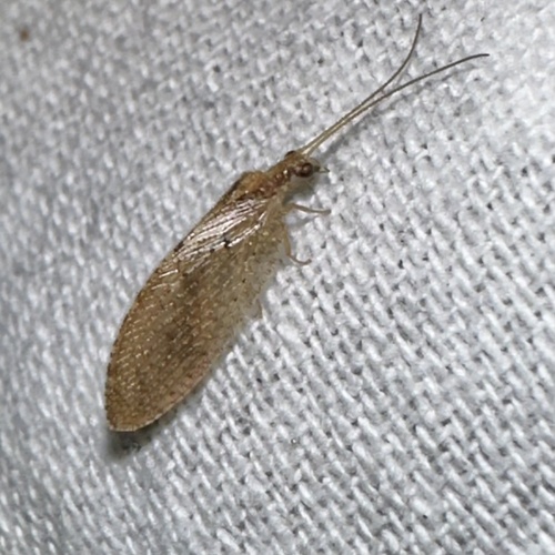 iNaturalist observation photo of Hemerobius
