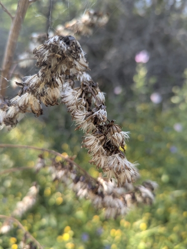 Ligularia heterophylla