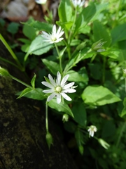 Stellaria corei