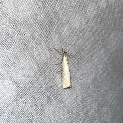 iNaturalist observation photo of Grass-Veneers