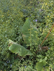 Ligularia heterophylla, photograph (c) Islam Galymzhanov, some rights reserved (CC BY)
