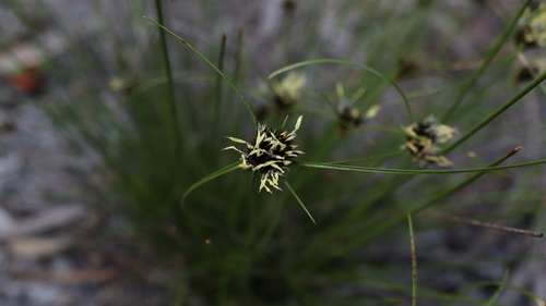 Schoenus curvifolius, 2026-08-05