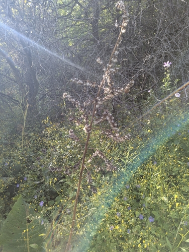 Ligularia heterophylla, photograph 3