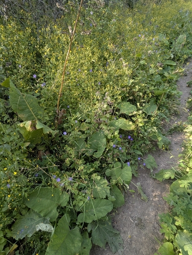 Ligularia heterophylla, photograph 4