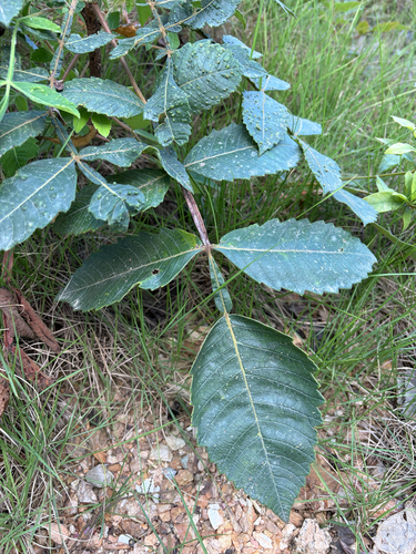 Chinese sumac