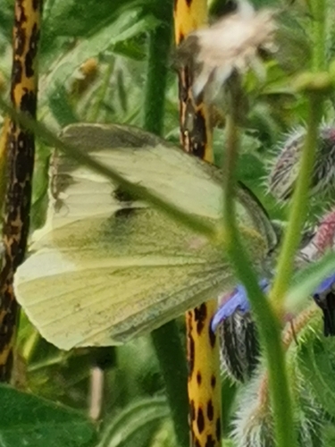 Large White