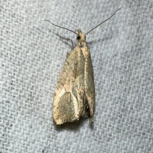 iNaturalist observation photo of Butterflies and Moths