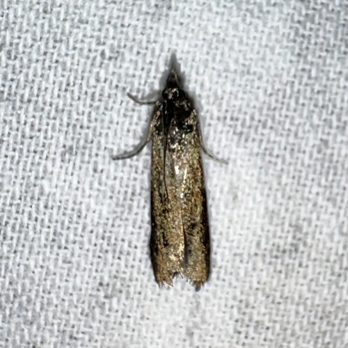 iNaturalist observation photo of Pyralid and Crambid Snout Moths