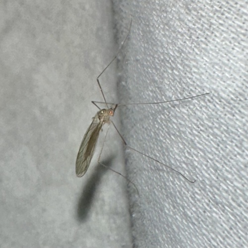 iNaturalist observation photo of Chioneinae