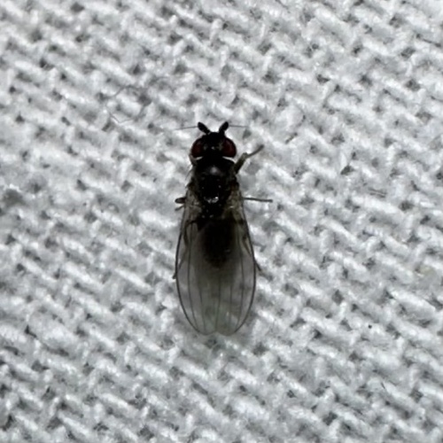 iNaturalist observation photo of Ephydroidea