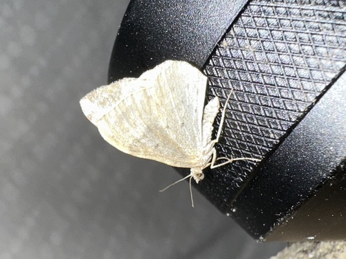 iNaturalist observation photo of Carpet Moths