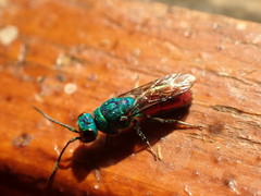 Chrysis ignita