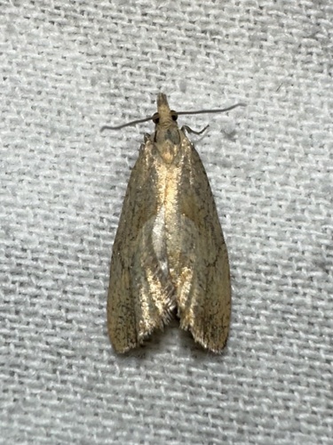 iNaturalist observation photo of Butterflies and Moths