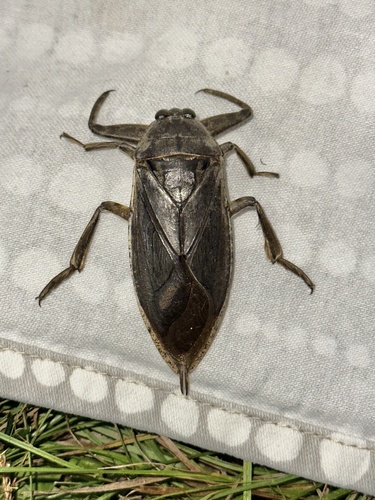 iNaturalist observation photo of American Giant Water Bug