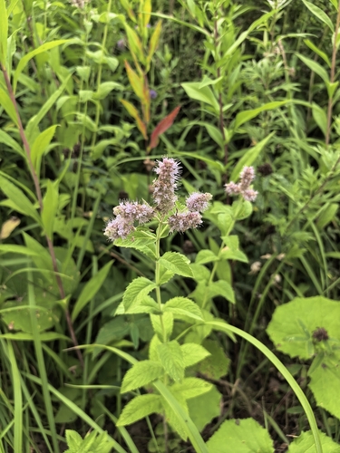 Наблюдение на iNaturalist