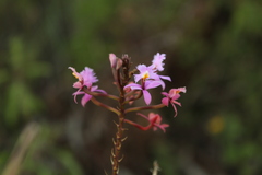 Epidendrum arachnoglossum
