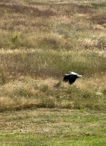 White Stork