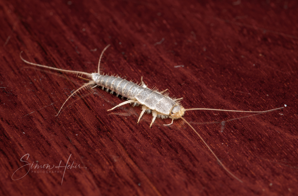 Ghost Silverfish Complex