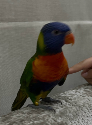 Rainbow Lorikeet
