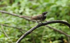 Rhipidura albogularis