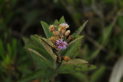 Lepidaploa karstenii