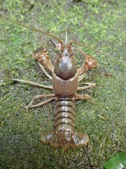 Cambarus spicatus