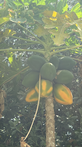 Papaya