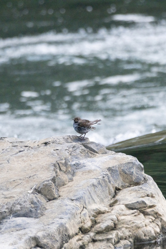 Plumbeous Water Redstart