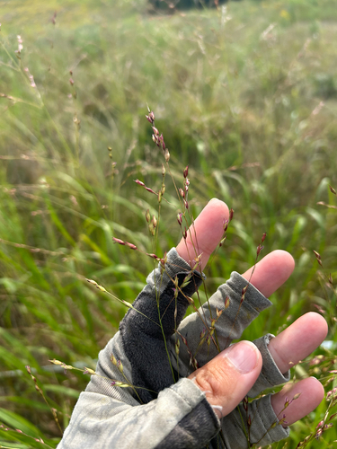 switchgrass