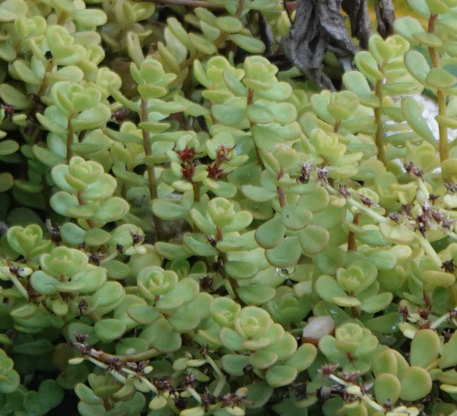 Sedum makinoi