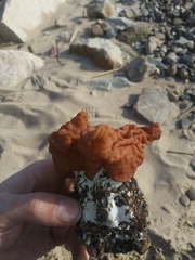 Gyromitra fastigiata