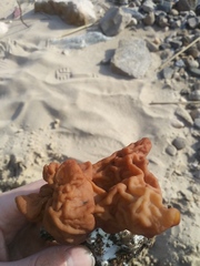 Gyromitra fastigiata