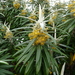 Bedfordia salicina - Photo 由 Simon Tonge 所上傳的 不保留任何權利