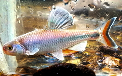 Fieryblack Shiner photo 3